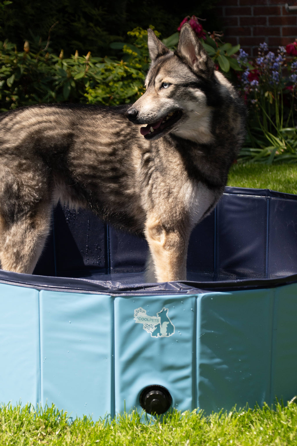 Piscina CoolPets para perros 80x20