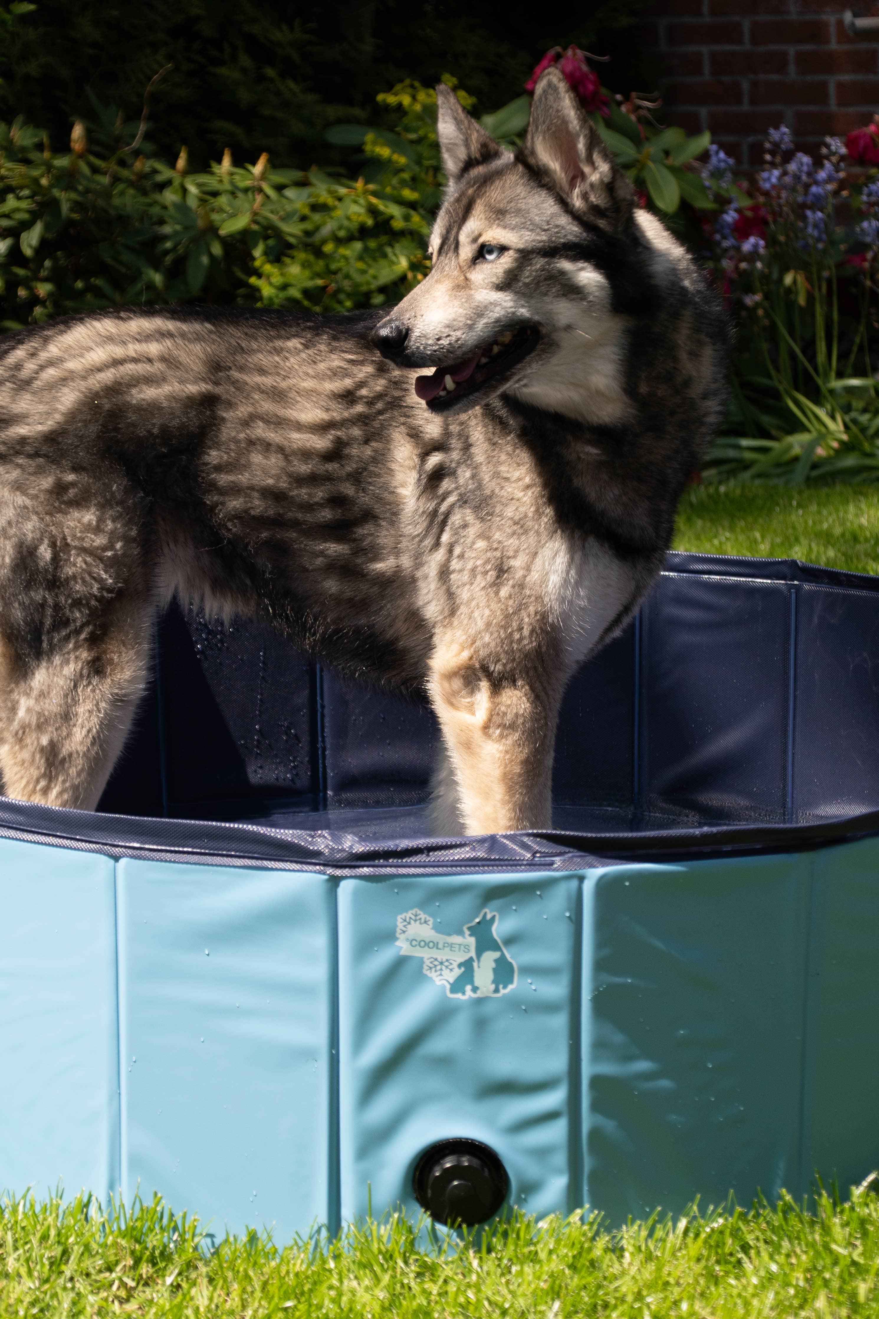 Piscina CoolPets para perros 80x20