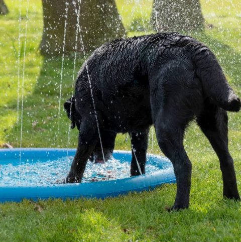 Alfombrilla rociadora refrescante Coolpets