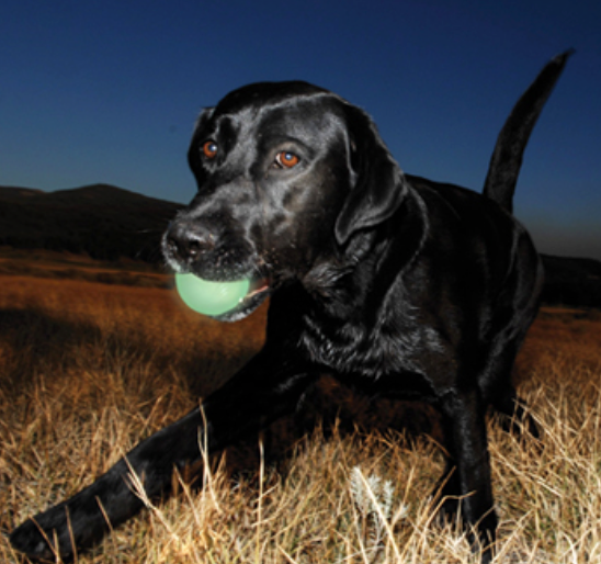 Pelota de Chuckit Max Glow