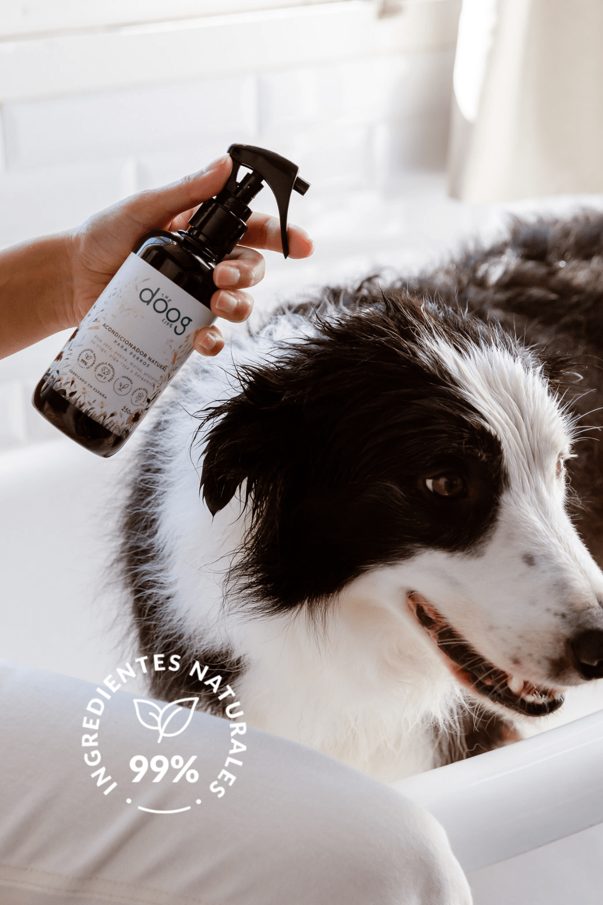 Bruma 3 en 1: Lavanda, Ylang Ylang - Doggy's corner