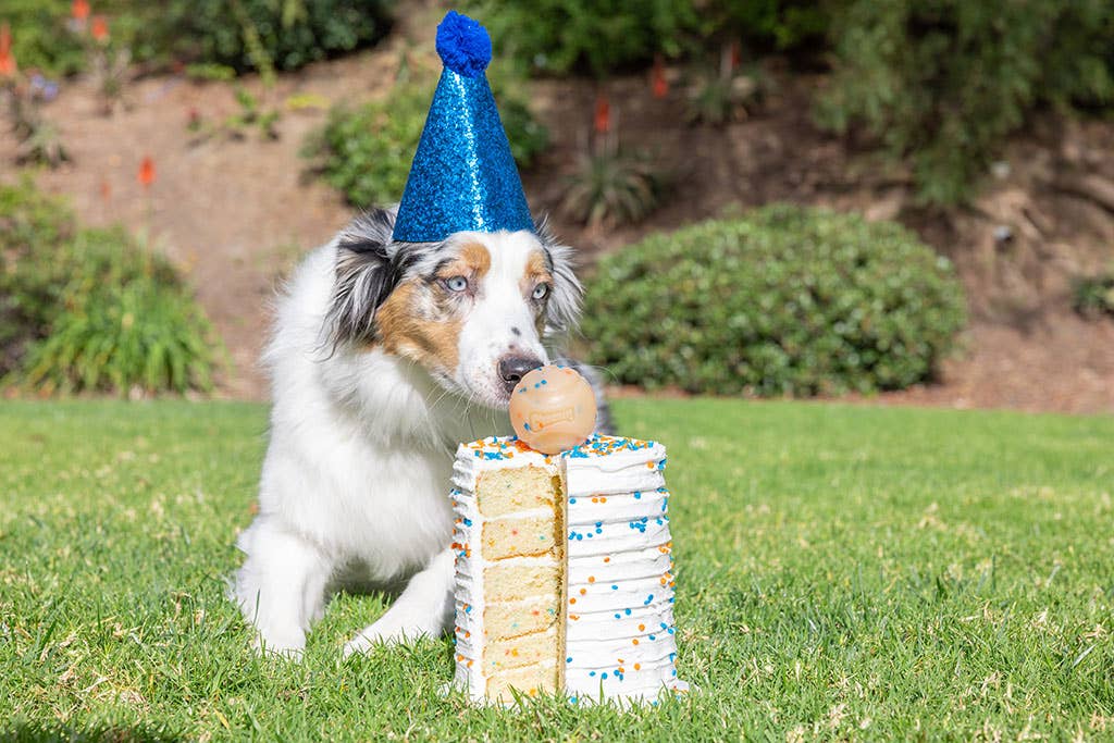 Celebrar mola, y con esta pelota festiva con olor a tarta de cumple, ¡más! - Doggy's corner