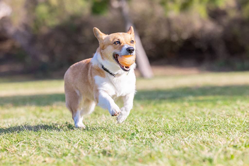 Celebrar mola, y con esta pelota festiva con olor a tarta de cumple, ¡más! - Doggy's corner