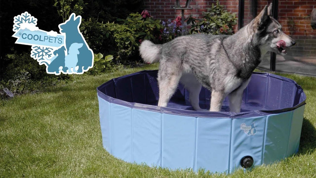 Piscina CoolPets para perros 80x20