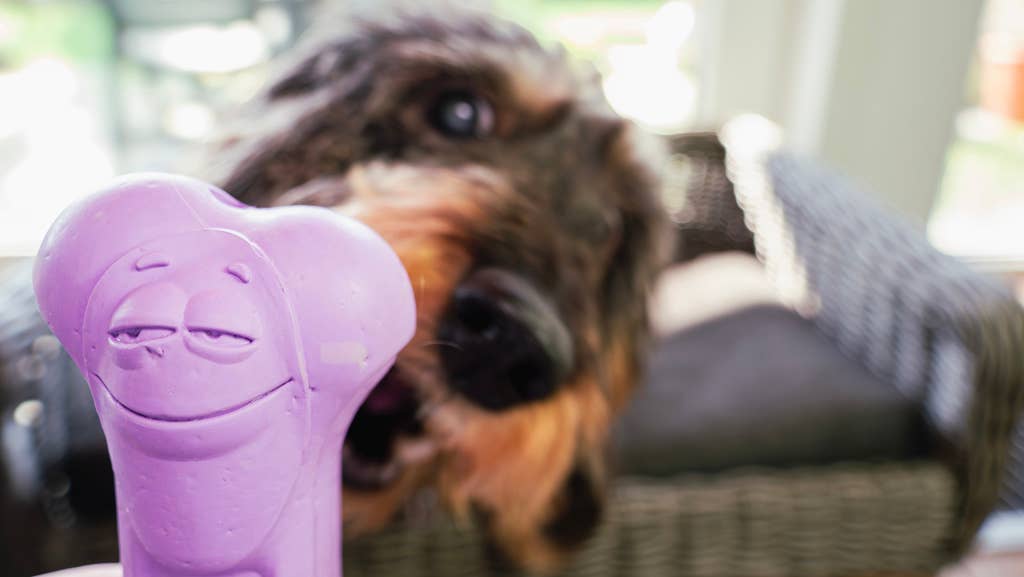 Moodies El Tranquilo: hueso masticable de caucho natural con aroma relajante - Doggy's corner